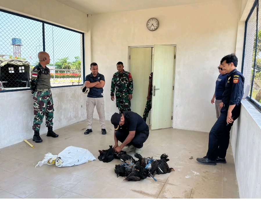 2 Pelintas Ilegal Gagal Terobos Perbatasan RI, Puluhan Hewan Ternak Diamankan di PLBN Motamasin