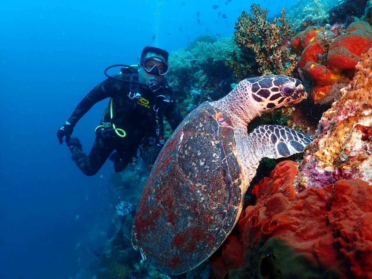 Menyelam di Batas Negeri: Menyingkap Keindahan Bawah Laut di Pulau-Pulau Terluar Indonesia