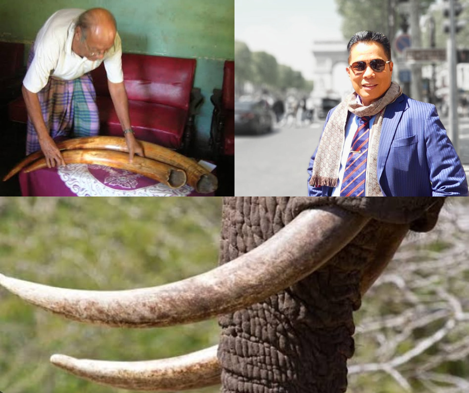 Gading Gajah di Ujung Timor: Pusaka Perbatasan yang Menjadi Saksi Ikatan Kekerabatan