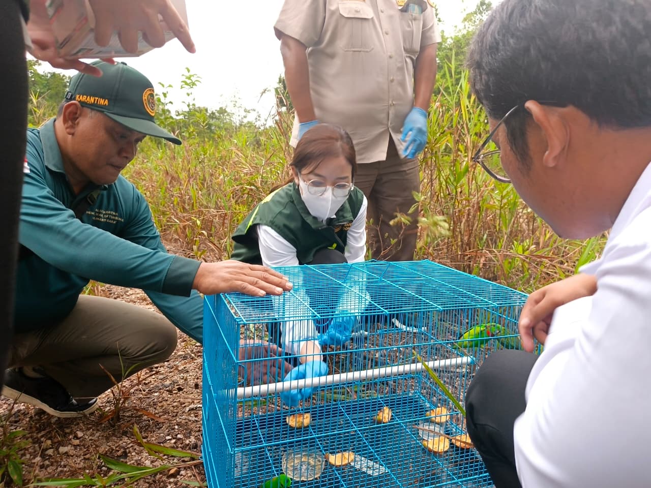 Gagalkan Penyelundupan Satwa, PLBN Badau Lepasliarkan Serindit Melayu di Hutan Perbatasan
