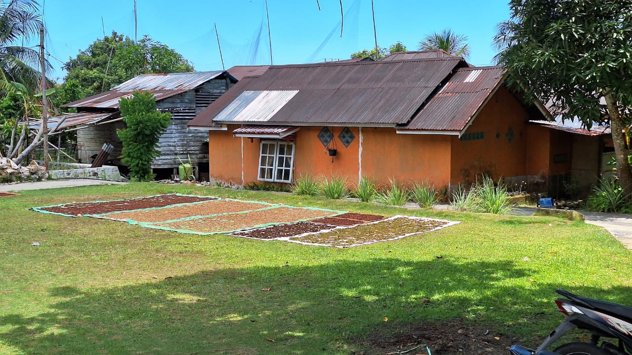 Menengok Komoditi Pertanian Cengkeh di Wilayah PLBN Serasan Kepulauan Riau
