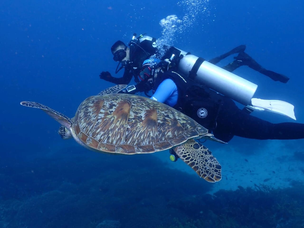 Menyelam di Titik Paling Selatan Indonesia: Ketika Keindahan Laut Ndana Menyapa Batas Negeri