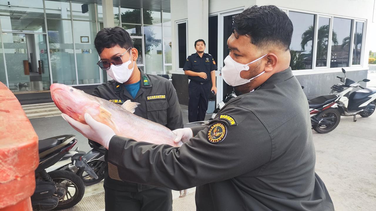 Arus Ekspor Perbatasan Tunjukkan Tren Positif, BNPP RI Fasilitasi Pengiriman Ikan ke Sarawak melalui PLBN Badau