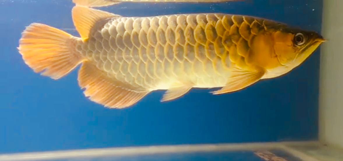 Arwana Super Red, Ikon Perbatasan Kalimantan Barat yang Menyatu dengan Budaya dan Ekonomi Lokal