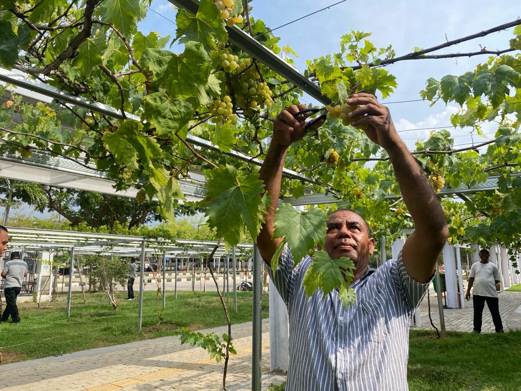 Pariwisata Ujung Negeri, PLBN Motaain Suguhkan Sensasi Memetik dan Mencicipi Anggur Isabella dari Pohonnya