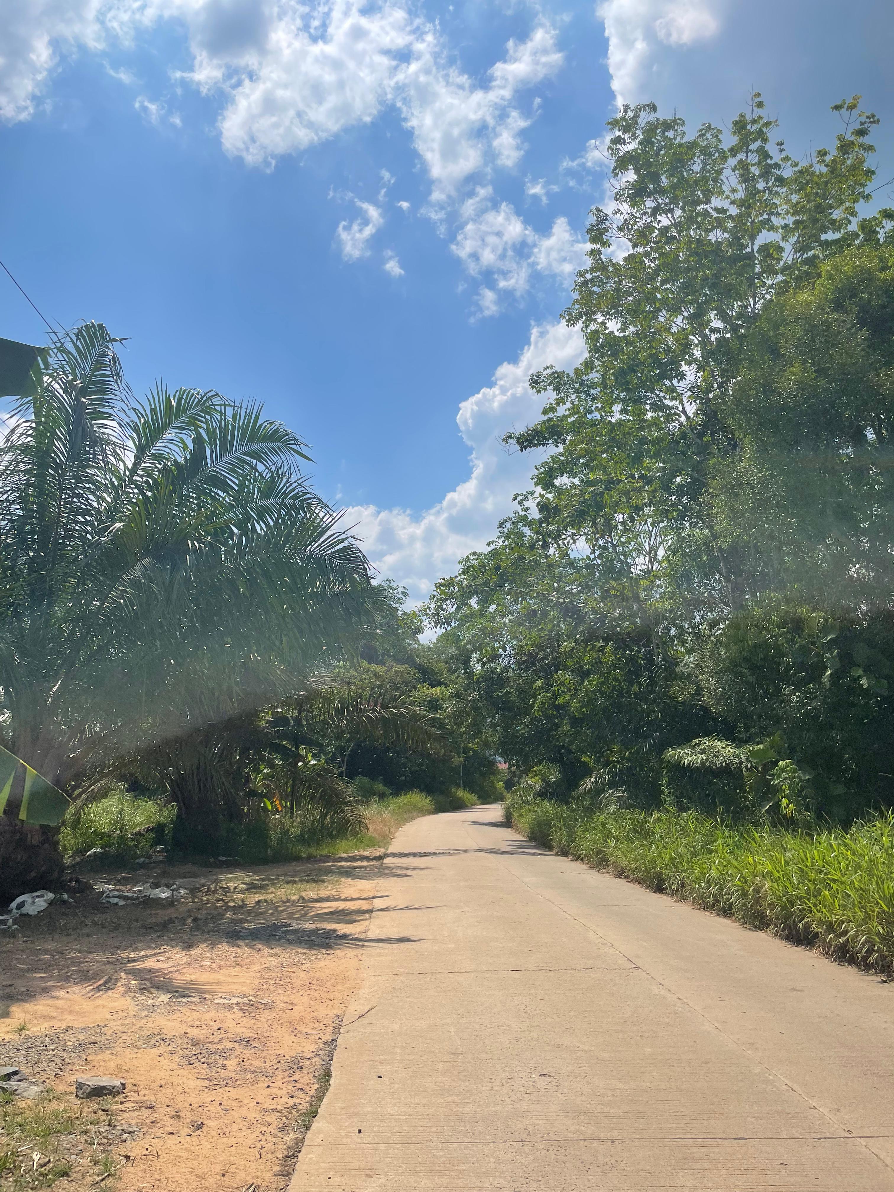 Sam-Sam, Nyanyian Sunyi dari Hutan Kalimantan