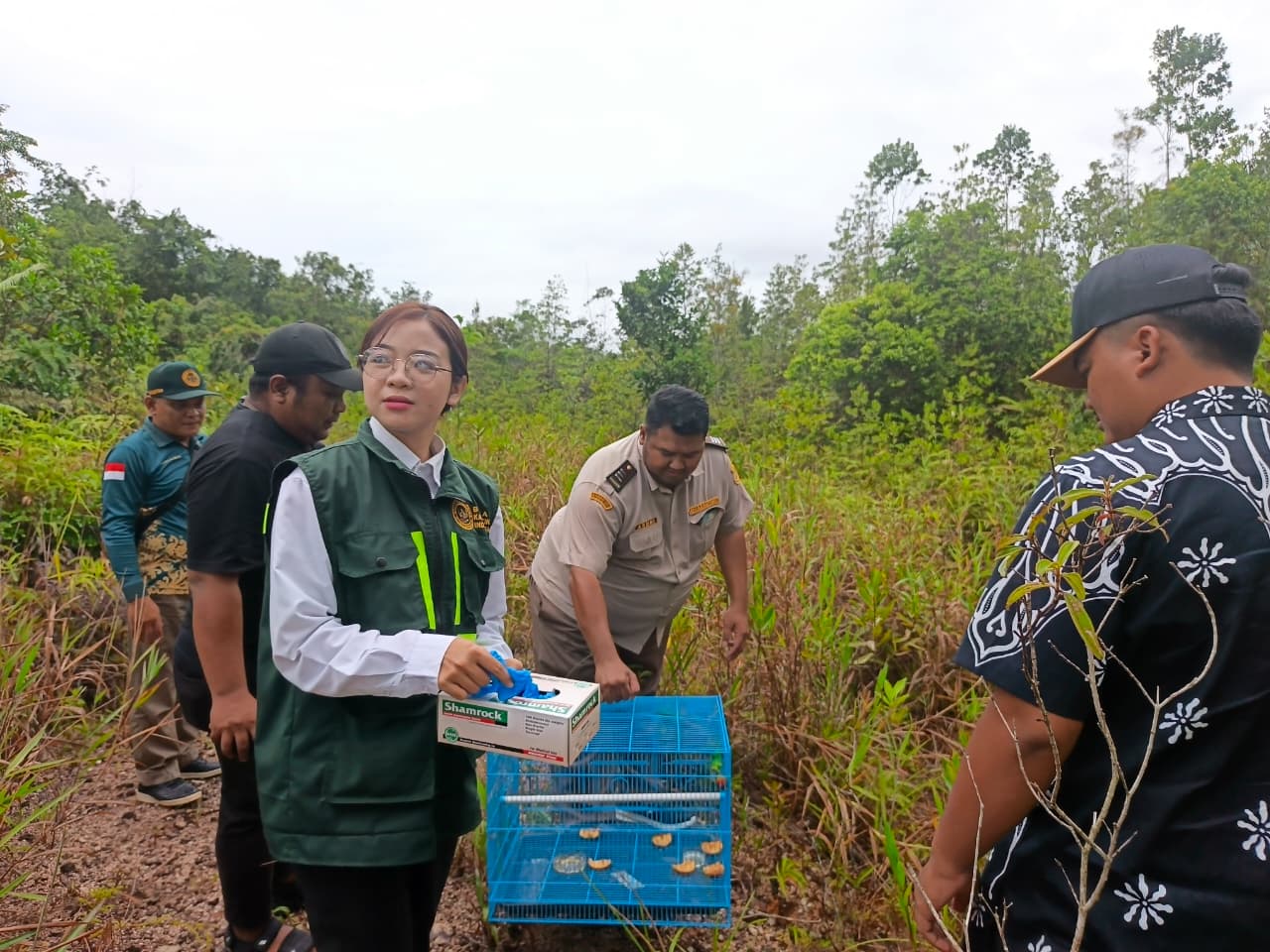 Gagalkan Penyelundupan Satwa, PLBN Badau Lepasliarkan Serindit Melayu di Hutan Perbatasan