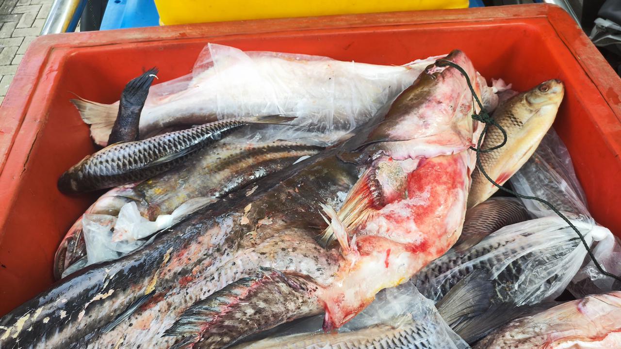 Arus Ekspor Perbatasan Tunjukkan Tren Positif, BNPP RI Fasilitasi Pengiriman Ikan ke Sarawak melalui PLBN Badau