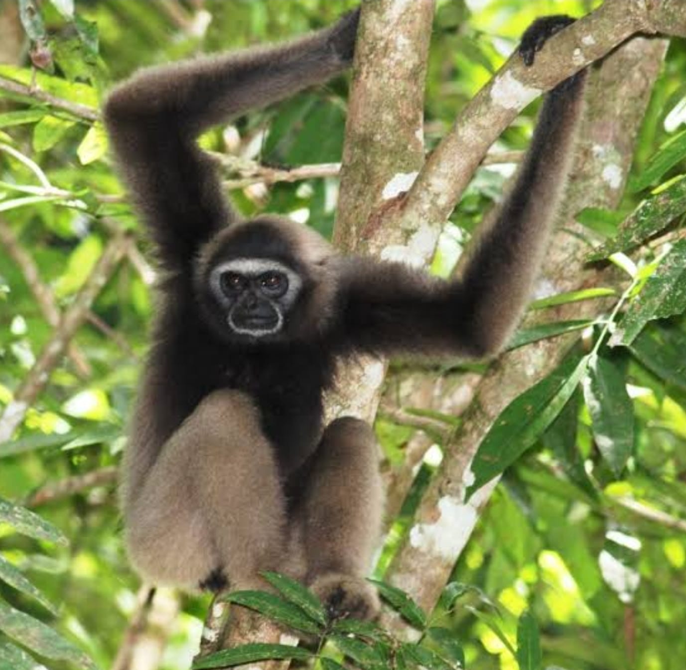 Klempiau, Simbol Lestari Perbatasan Kalimantan