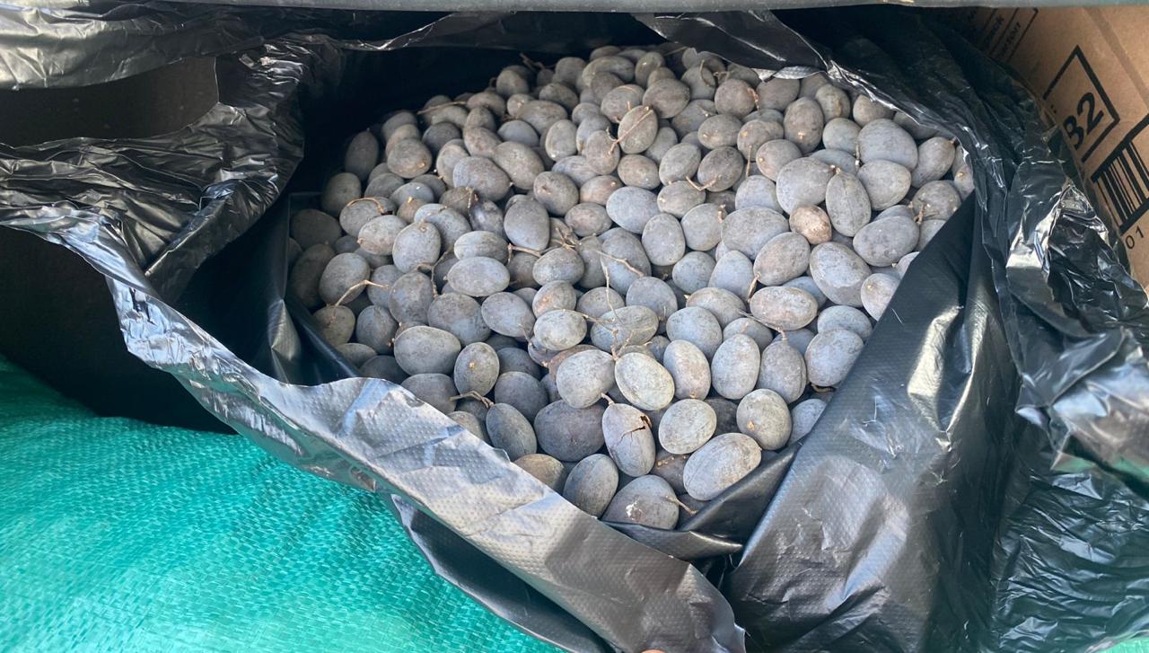 Asam Keranji, Buah Musiman Perbatasan yang Jadi Komoditas Ekspor di PLBN Badau