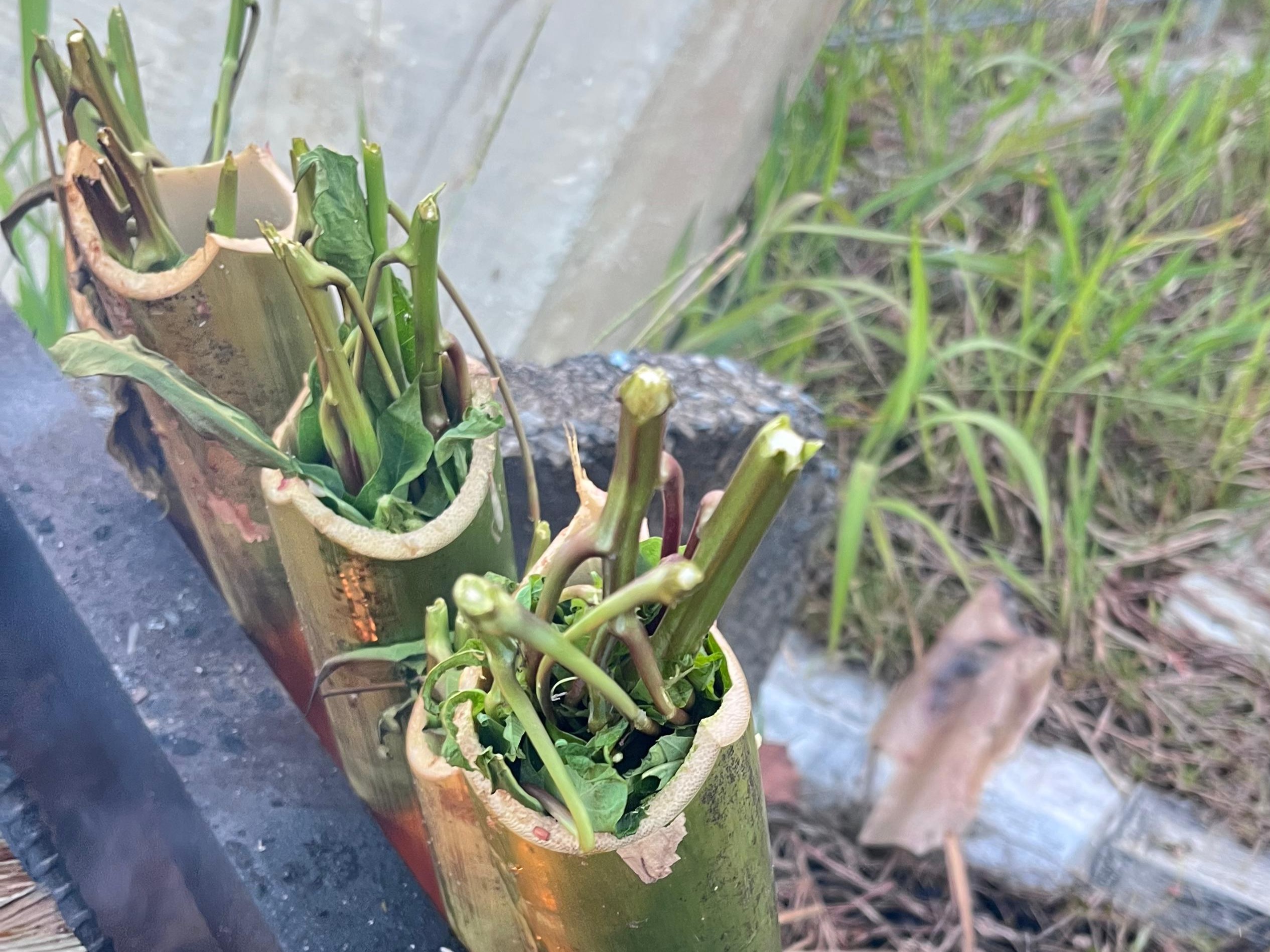 Pansuh Sayur, Kuliner Khas Dayak Iban yang Terus Lestari di Perbatasan Badau