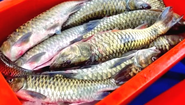 Ikan Semah, Kekayaan Alam Kapuas Hulu yang Berpotensi Jadi Penggerak Ekonomi Perbatasan